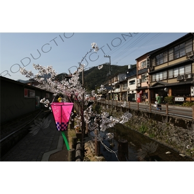 Lantern Hanging in Cherry Blossom Tree in Kinosaki Onsen