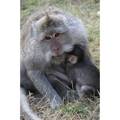 Crab Eating Macaque Nursing her Infant at the Ubud Monkey Forest in Bali
