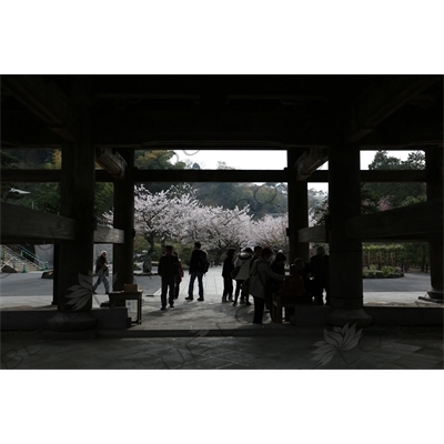 Cherry Blossom Trees around the Sanmon of Kencho-ji in Kamakura