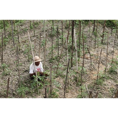 Farmer Planting Vines in Bali