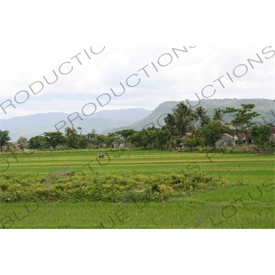 Paddy Fields near Yogyakarta