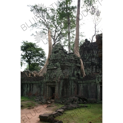 Trees Growing out of Doorway at Ta Prohm in Angkor