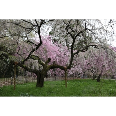 Cherry Blossom in Kyoto Gyoen/Imperial Palace Park in Kyoto