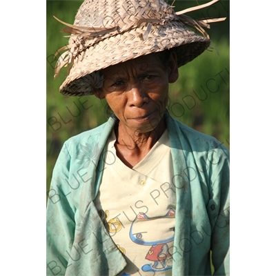 Farmer in a Paddy Field in Bali