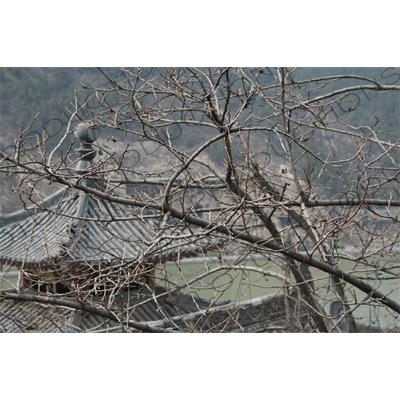 Fengxian Temple/Grotto (Fengxian Si) at the Longmen Grottoes (Longmen Shiku) near Luoyang