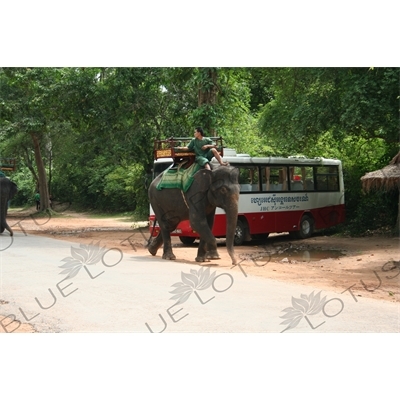 Angkor Elephant