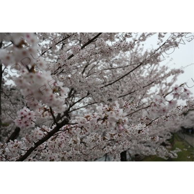 Cherry Blossom Trees on the Biwako Incline in Kyoto