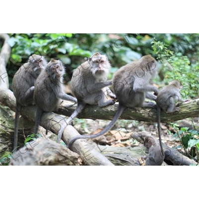 Monkeys Sitting on a Log in Bali