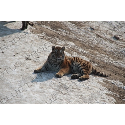 Siberian Tiger at the Siberian Tiger Park in Harbin