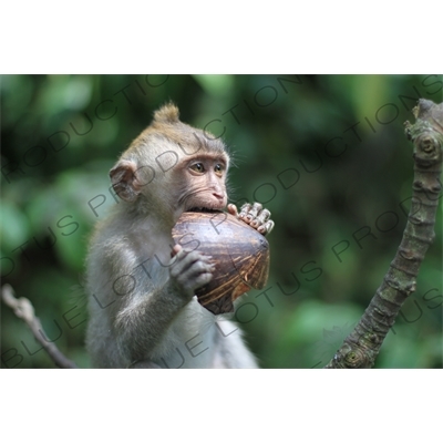 Monkey Holding a Piece of a Coconut in Bali