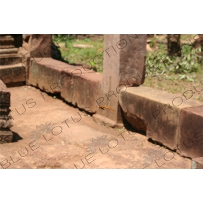 Dragonfly in Banteay Srei