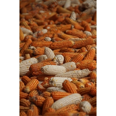 Corn Drying in a Barn near the Jinsha River in the Tiger Leaping Gorge (Hu Tiao Xia) Scenic Area