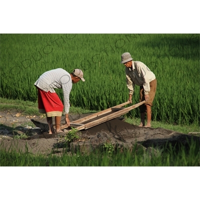 Farmers Sifting Soil in a Paddy Field in Bali