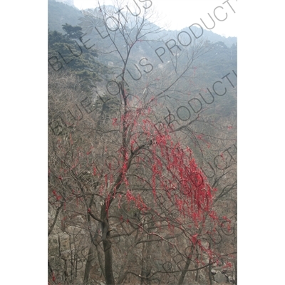 Good Luck Charms on a Tree on Mount Tai (Tai Shan) in Shandong Province