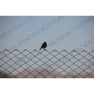 Bird on a Wire Fence in Keren