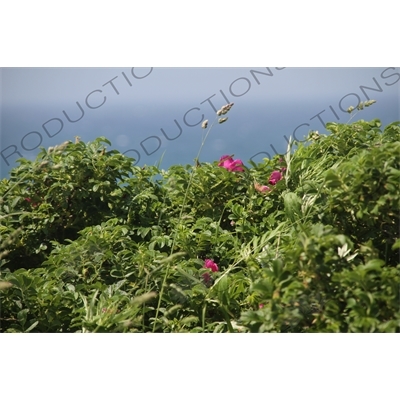 Flowers along the Coastline of Rebun