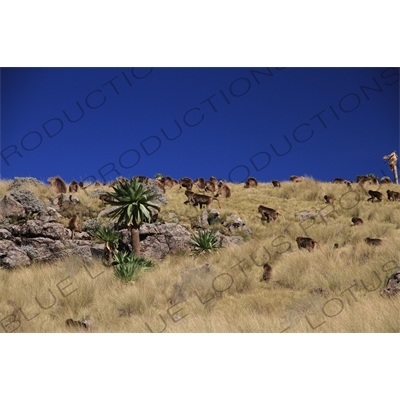 Troop of Baboons in Simien Mountains National Park