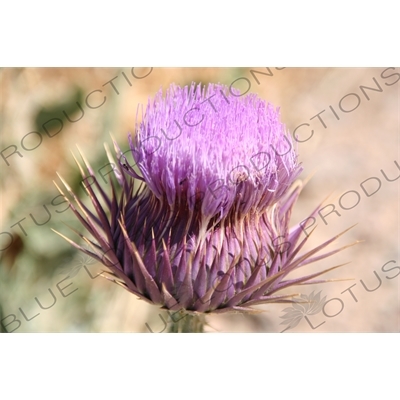 Thistle at Persepolis