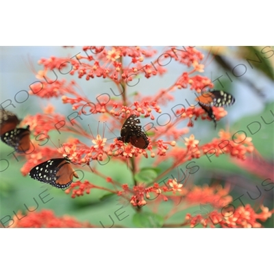 Tiger Longwing Butterflies in Arenal Volcano National Park