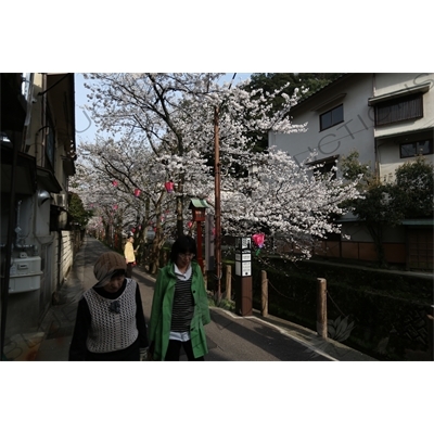 Lanterns Hanging in Cherry Blossom Trees in Kinosaki Onsen