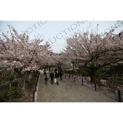 Cherry Blossom Trees in Kencho-ji in Kamakura