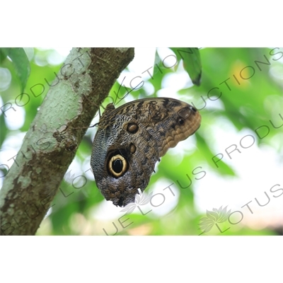 Owl Eye Butterfly in Arenal Volcano National Park