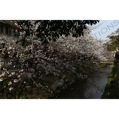 Lanterns Hanging in Cherry Blossom Trees in Kinosaki Onsen