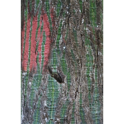 Painted Leaves on the Trunk of a Tree in the Rainforest in Nosara