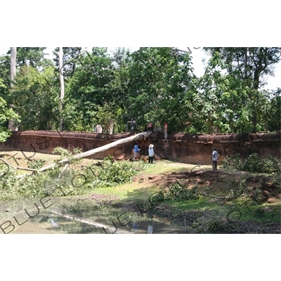 Workers Removing Fallen Tree from Banteay Srei in Angkor