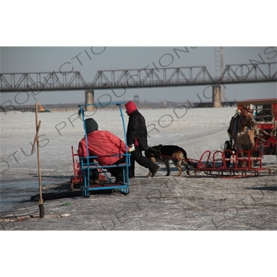 Dog and Horse Sleds on the Songhua River in Harbin