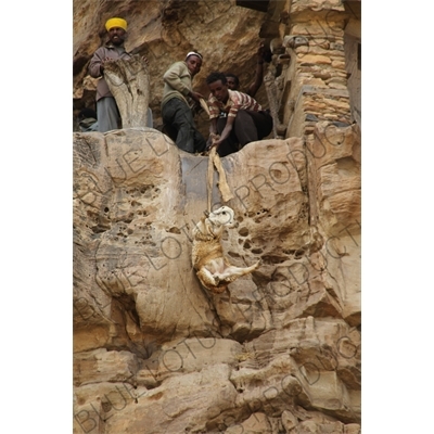 Men Using Ropes to Bring Goats up to the Entrance of Debre Damo