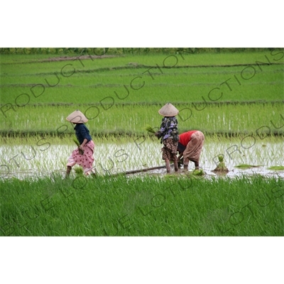 Farmers Planting Rice in Paddy Fields near Yogyakarta