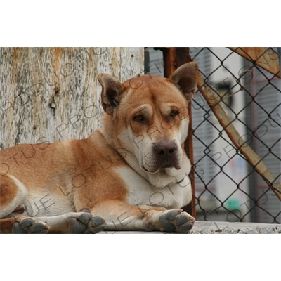 Stray Dog in Hong Kong