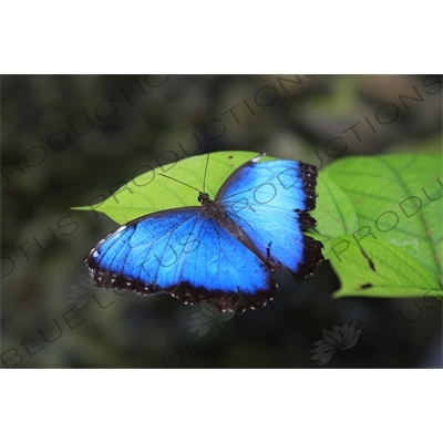 Blue Morpho Butterfly in Arenal Volcano National Park