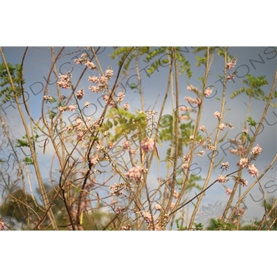 Pink Flowers on Gili Meno