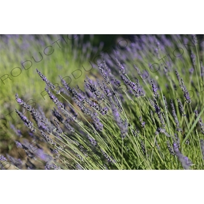 Bee on a Lavender Flower near Château de Lacoste