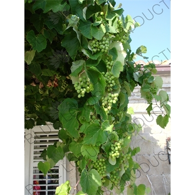 Grapes Growing in Dubrovnik