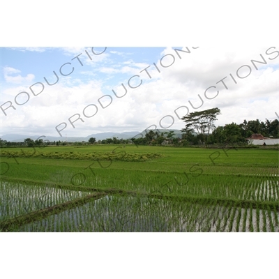 Paddy Fields near Yogyakarta