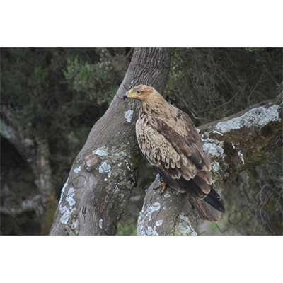 Golden Eagle in Simien Mountains National Park