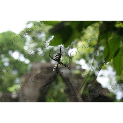 Spider on its Web at Beng Melea in Angkor