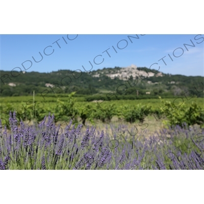 Lavender near Château de Lacoste