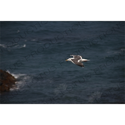 Sea of Japan Gull Flying over Rebun