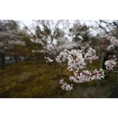 Cherry Blossom in the Grounds of Nanzen-ji in Kyoto