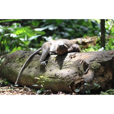 Monkey Asleep on a Log in Bali