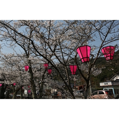 Lanterns Hanging in Cherry Blossom Trees in Kinosaki Onsen