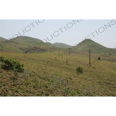 Telephone Polls and Long Grass on Rebun