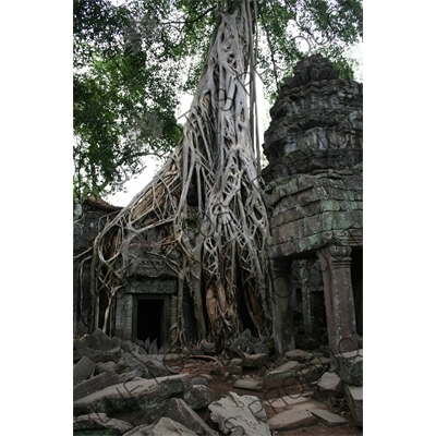 Tree Growing out of Doorway at Ta Prohm