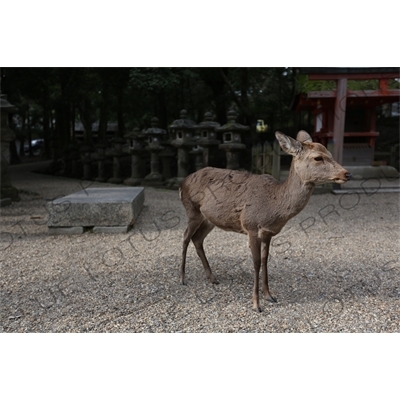 Deer in the Grounds of the Kasuga Grand Shrine (Kasuga-taisha) in Nara