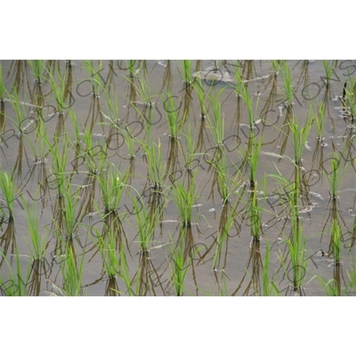 Rice Growing in Paddy Fields near Yogyakarta