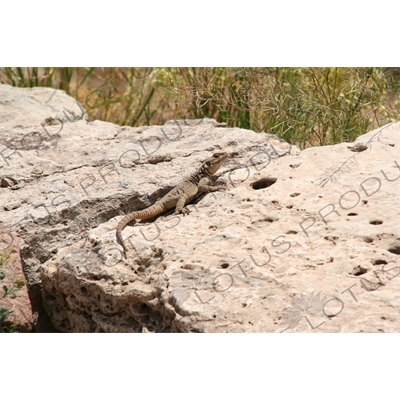 Lizard among the Ruined Buildings at Takht-e Soleyman